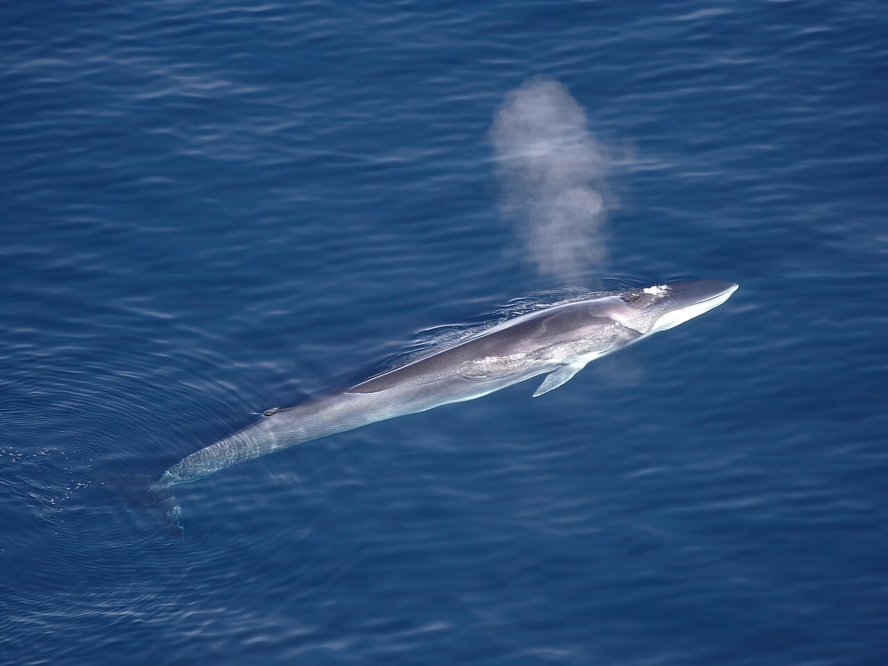 3. Fin Whale – The Sleek Underwater Bullet Train