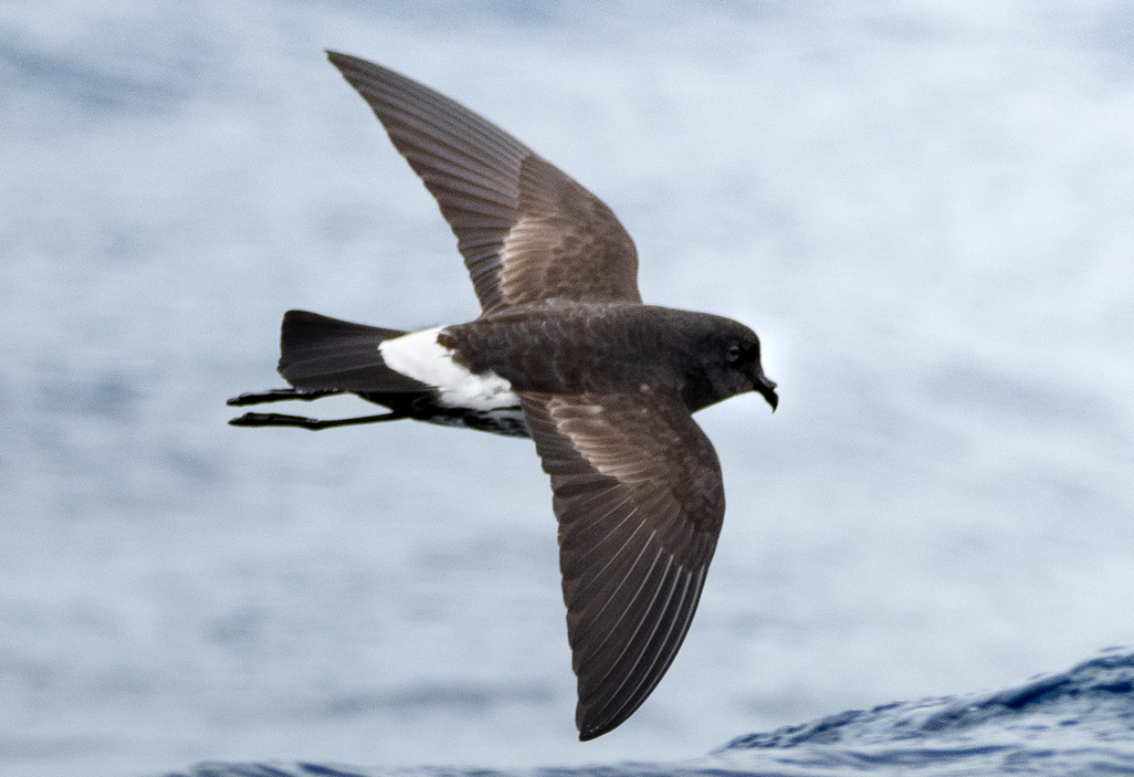 #9 - The New Zealand Storm-Petrel: A Ghost Bird for 150 Years