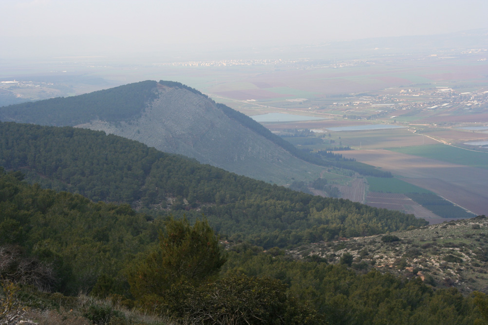 The Gilboa Forest: The World’s Oldest Forest