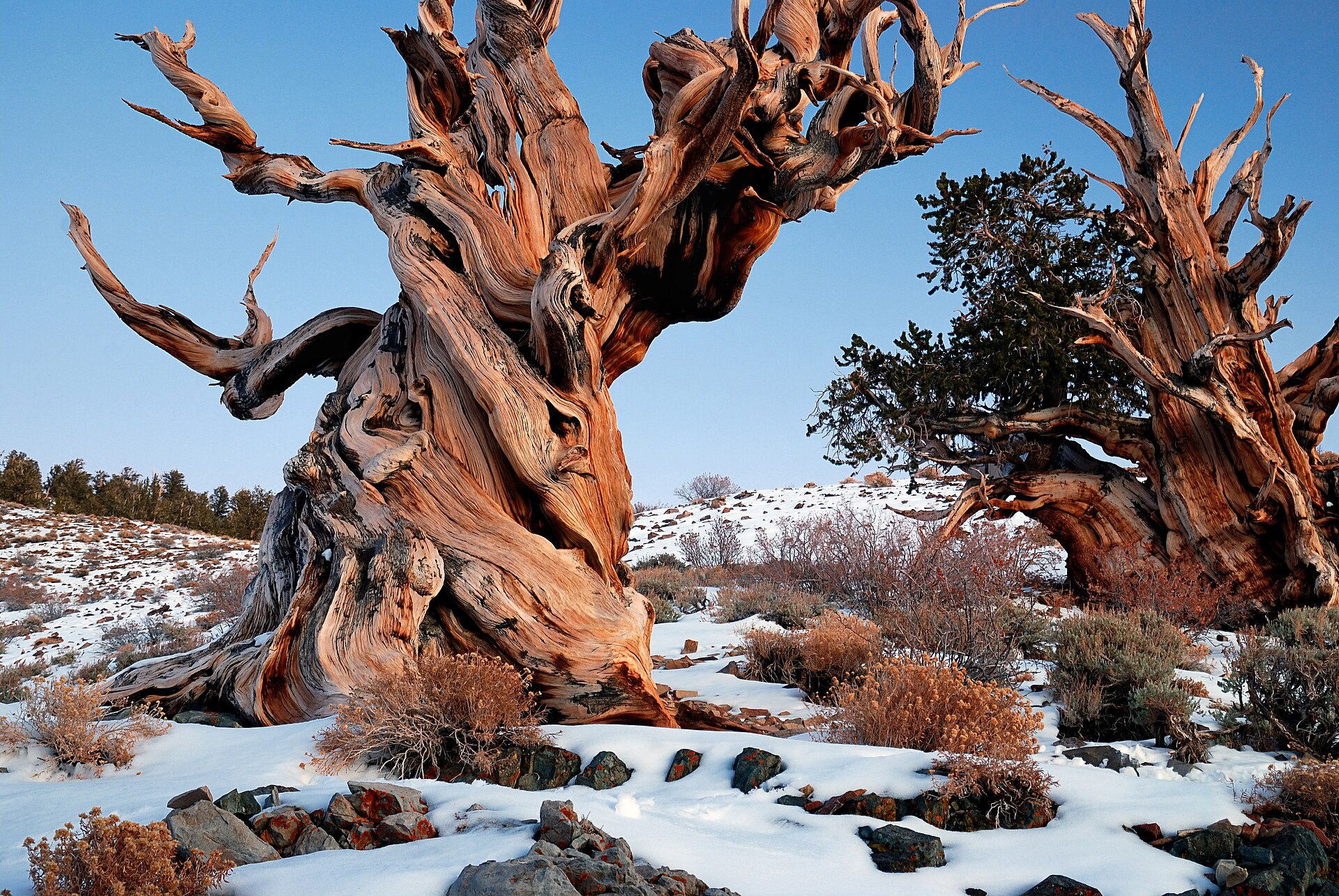 Meet Methuselah: The Ancient Bristlecone Pine That Refuses To Die