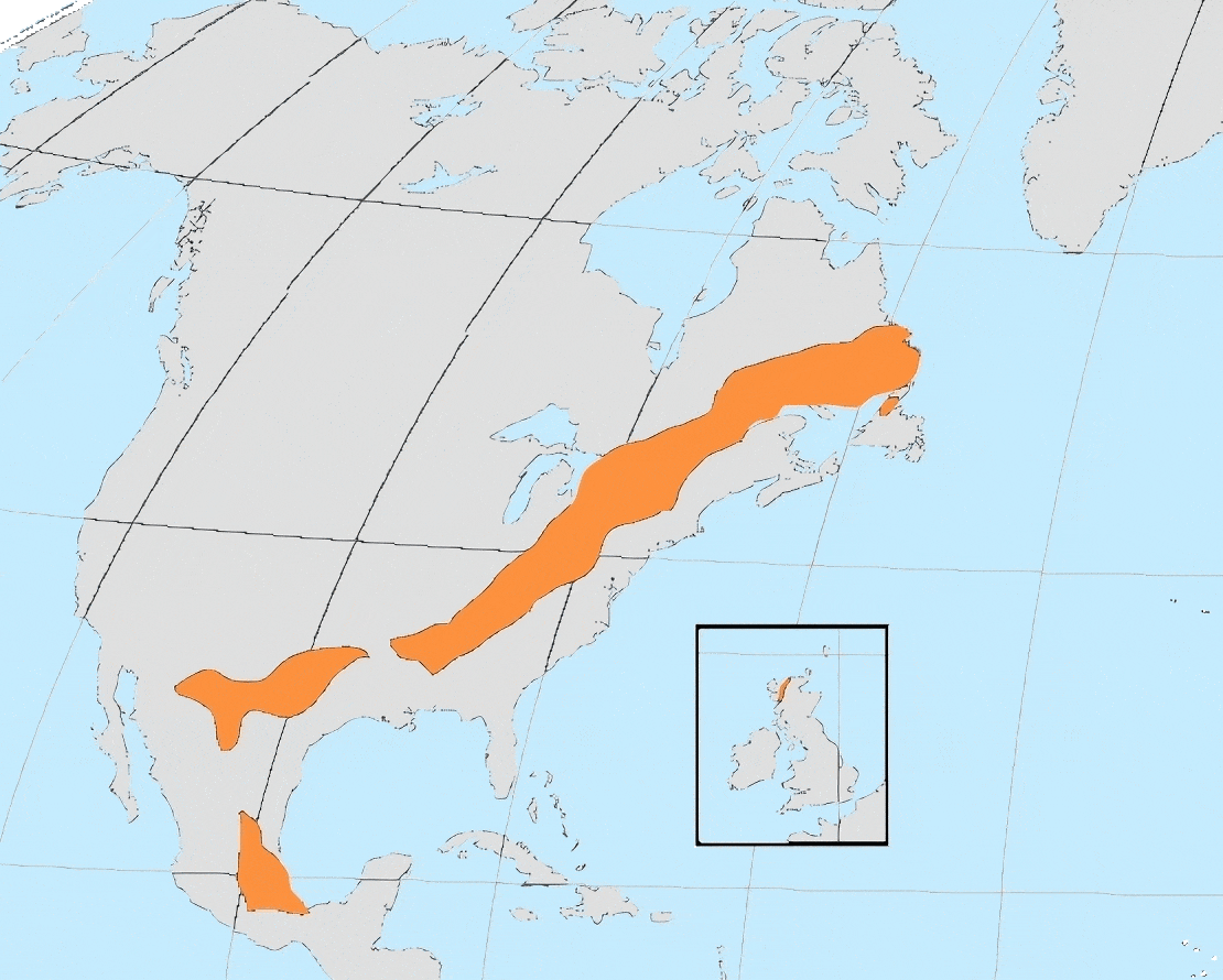 The Grenville Orogeny: A Supercontinent Collision That Built a Hidden Mountain Range