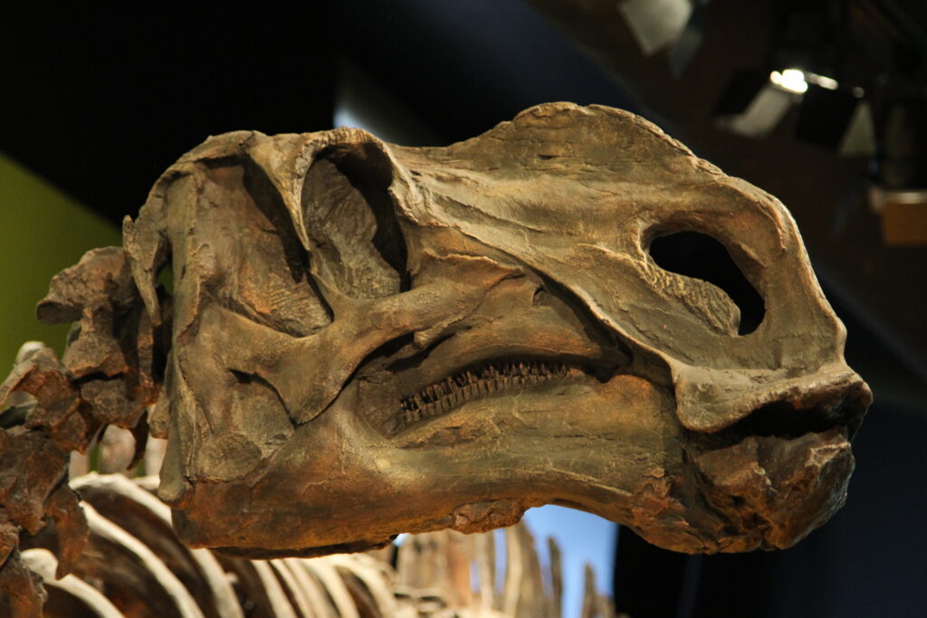 The Strangest Dinosaur Skull Ever Found and Why Scientists Argued About It for Decades