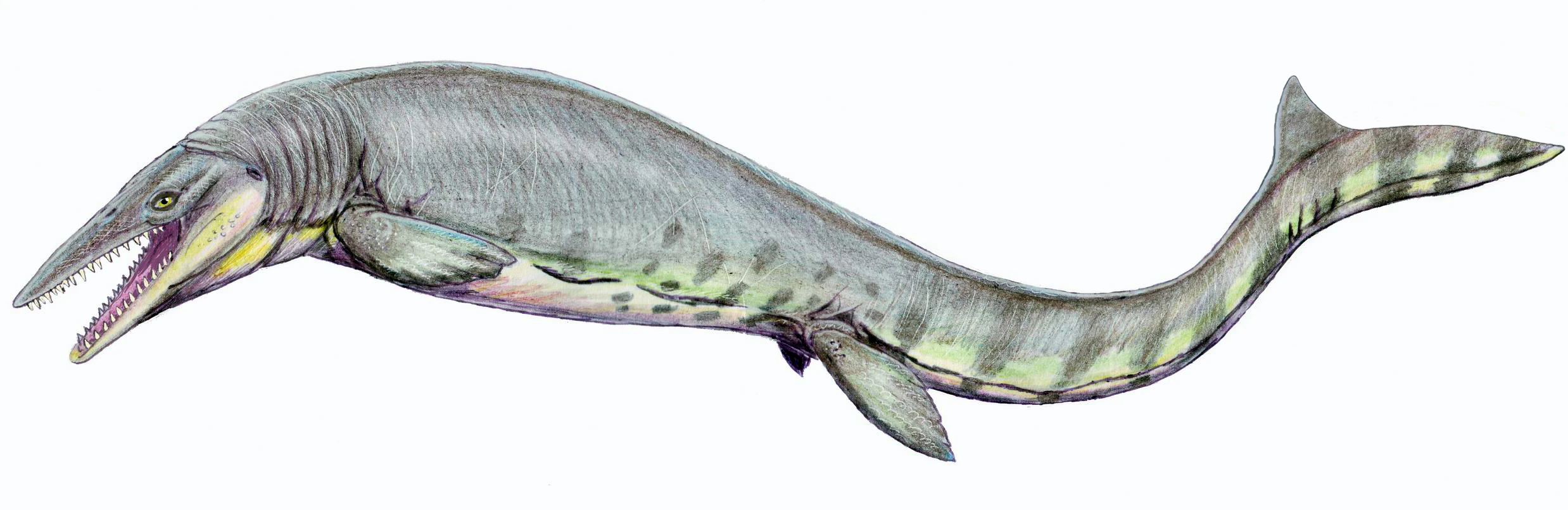Hainosaurus – The Lesser-Known Mosasaur Titan