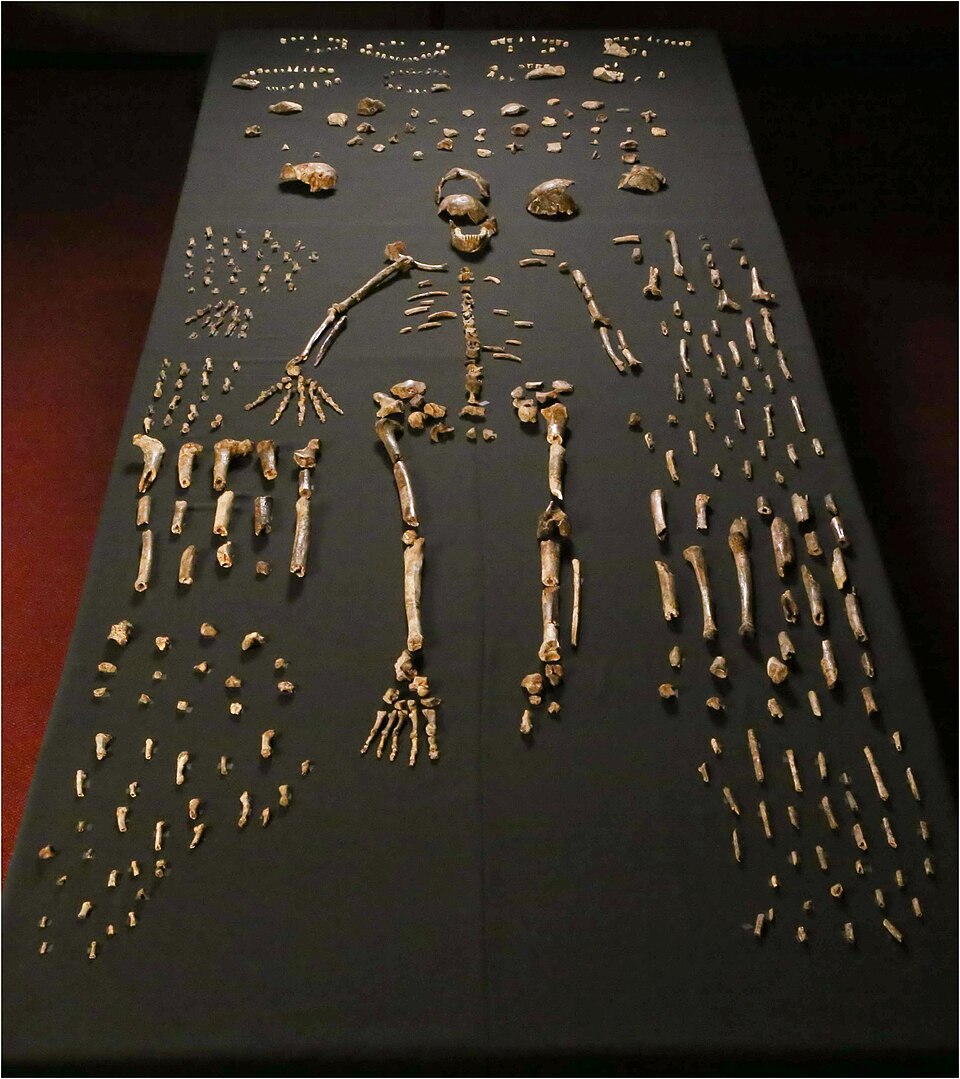 The Rising Star Women: Underground Explorers of Homo naledi
