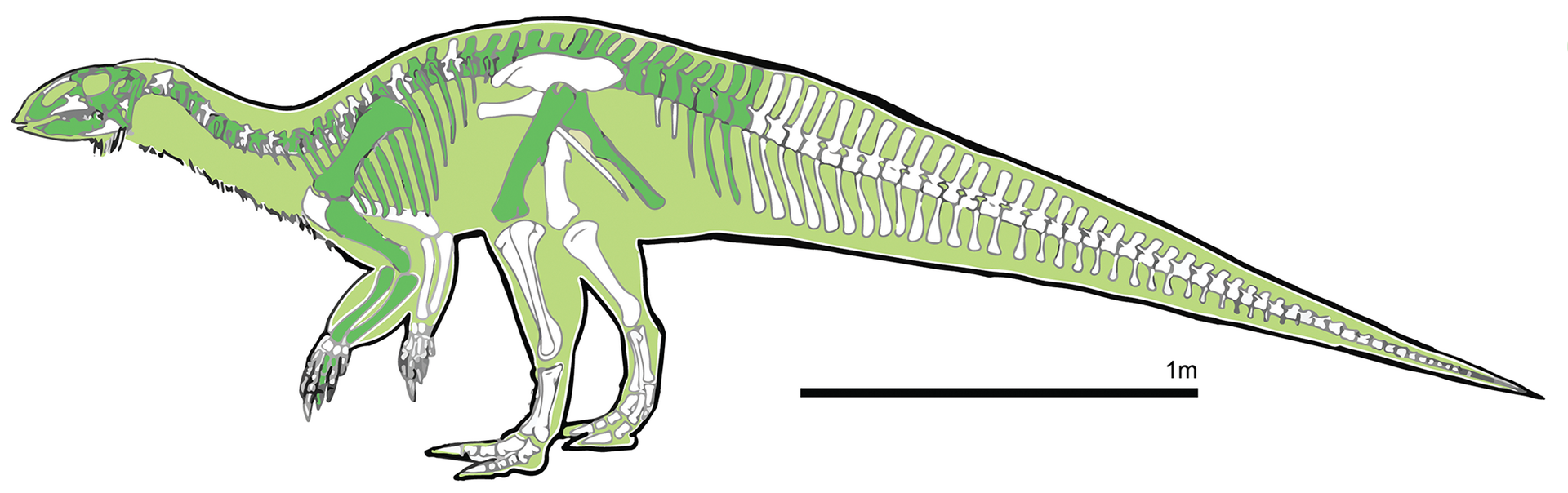 When one fossil forces a rewrite of a whole chapter of prehistory
