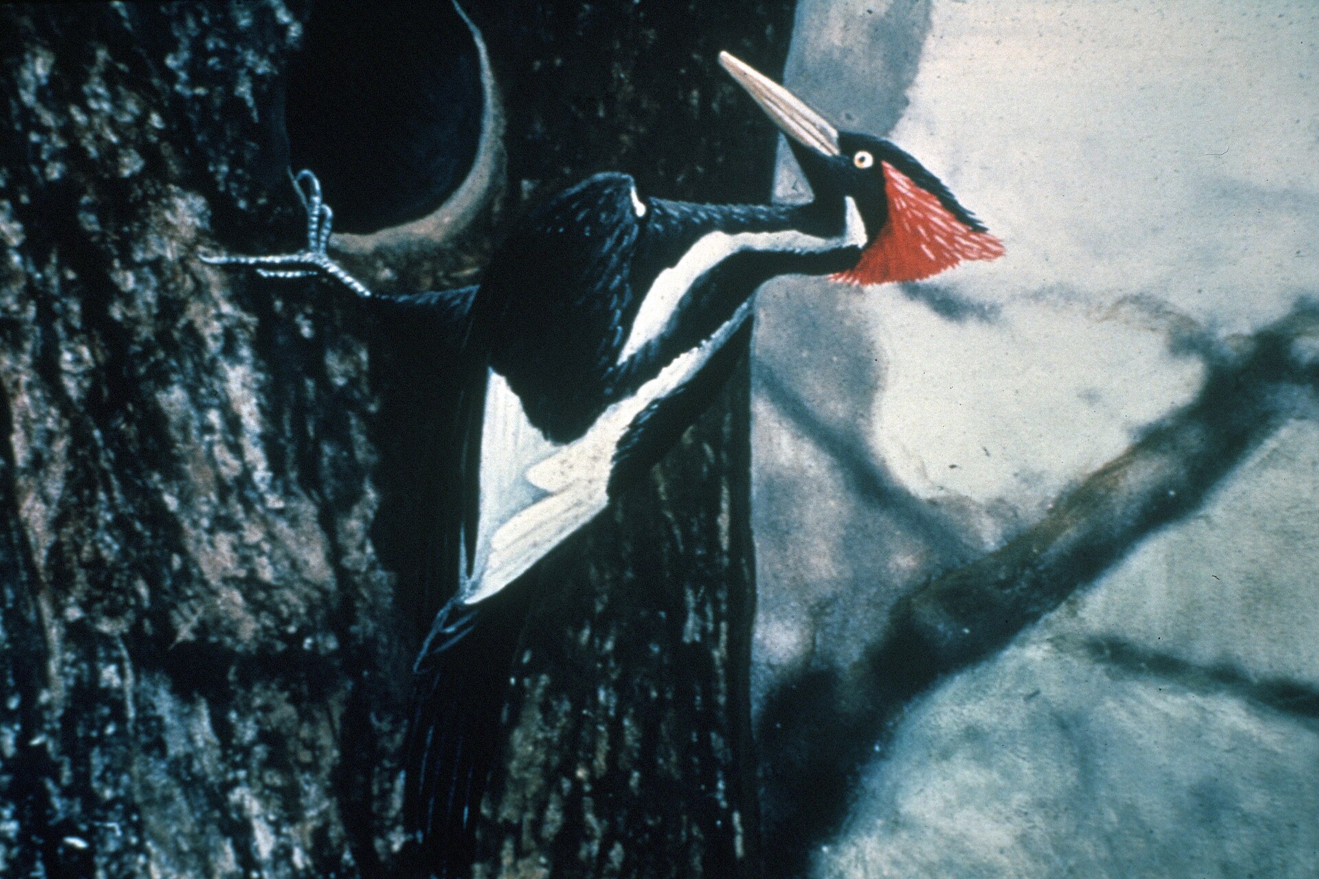 #3 - The Ivory-Billed Woodpecker: Officially Extinct, Unofficially Filmed on Drones