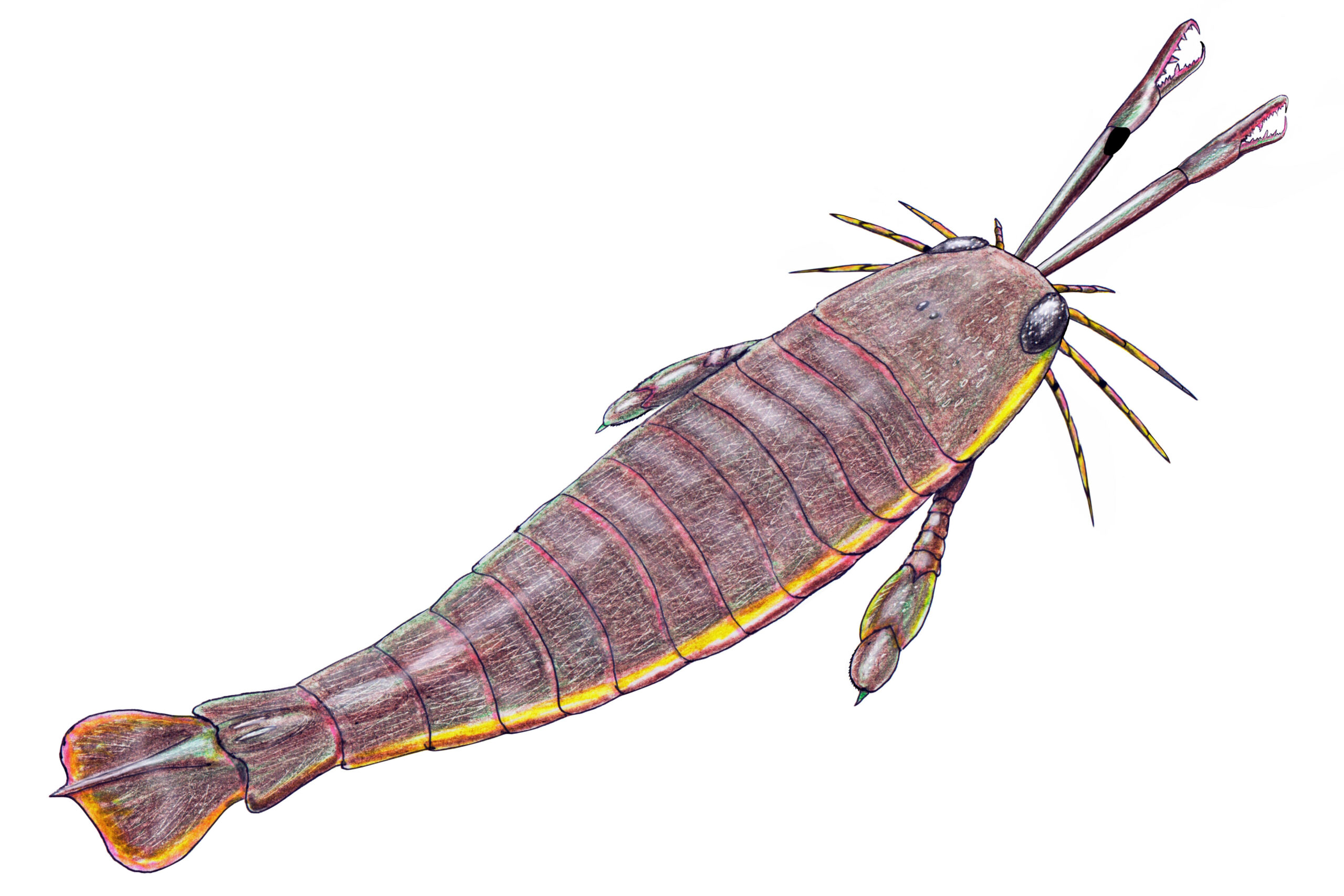 7. Jaekelopterus: The Giant Sea Scorpion With Sword‑Like Claws