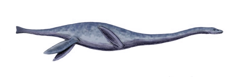 9. Mauisaurus – The Elegant, Supersized Plesiosaur