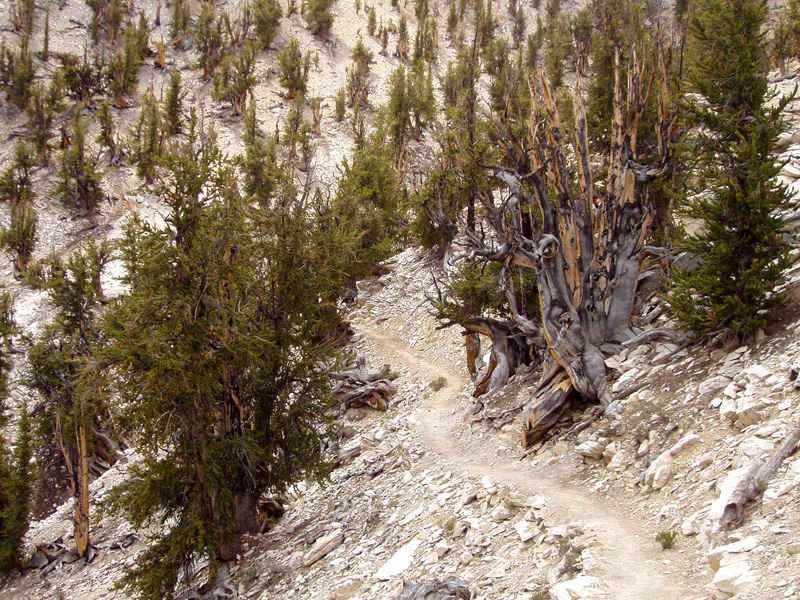 Slow Life in a Harsh Place: How a Tree Survives for Millennia