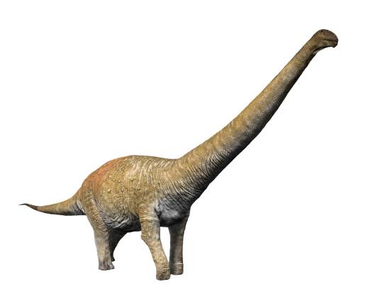 Notocolossus gonzalezparejasi: The dinosaur built around a colossal shoulder