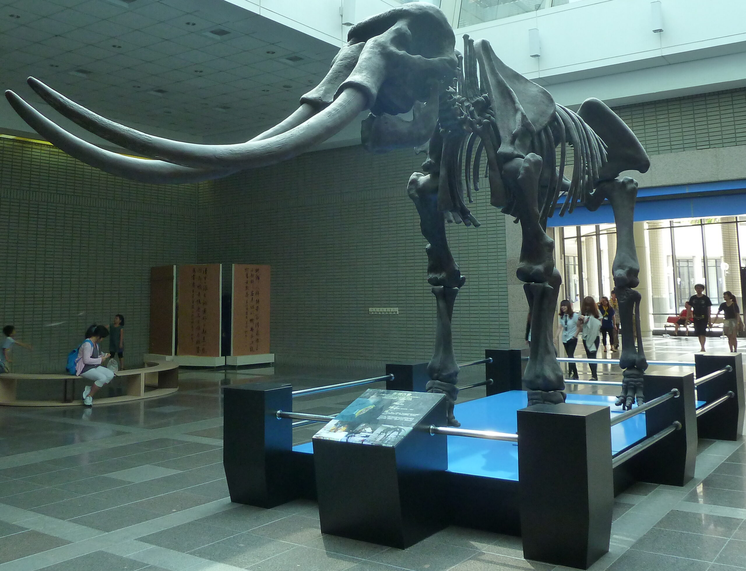 The Asian Straight-Tusked Elephant: Possibly The Largest Land Mammal Ever 