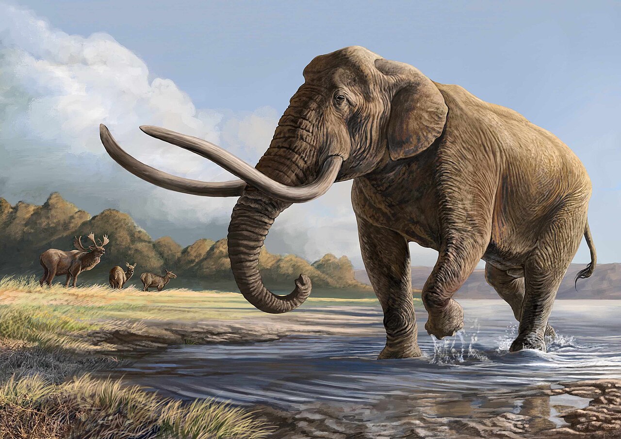 The Straight-Tusked Elephant: The True Elephant Super-Size Model