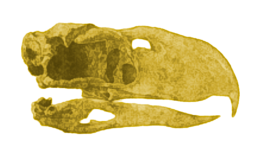 The beak as a precision killing tool