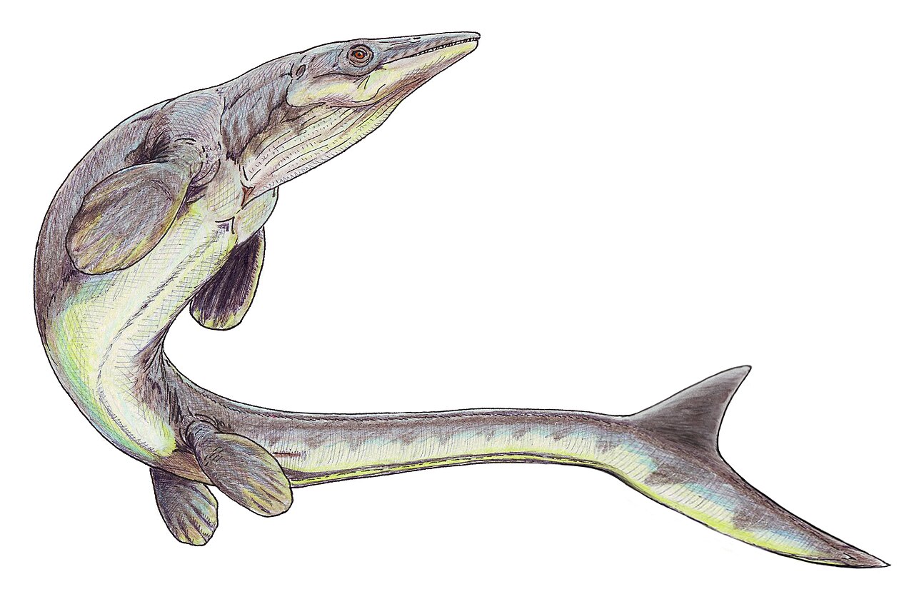 Platecarpus: The Agile Mosasaur Sprinter