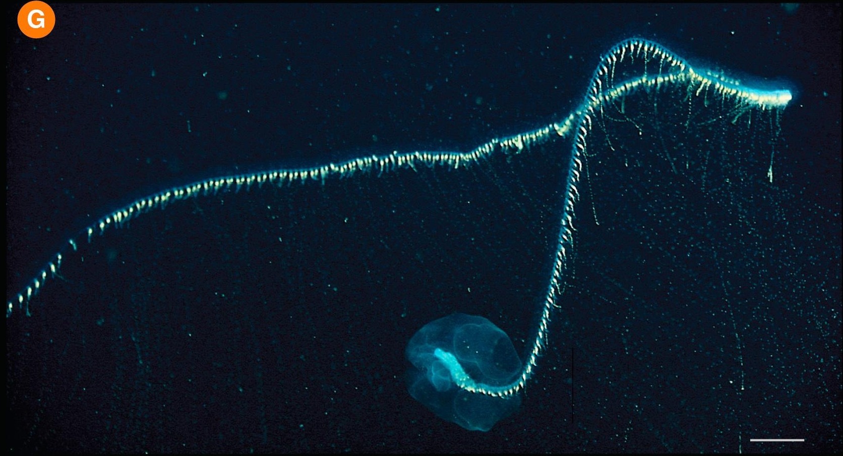 5. A Bioluminescent “Chain Beast” That Reacts Like One Animal