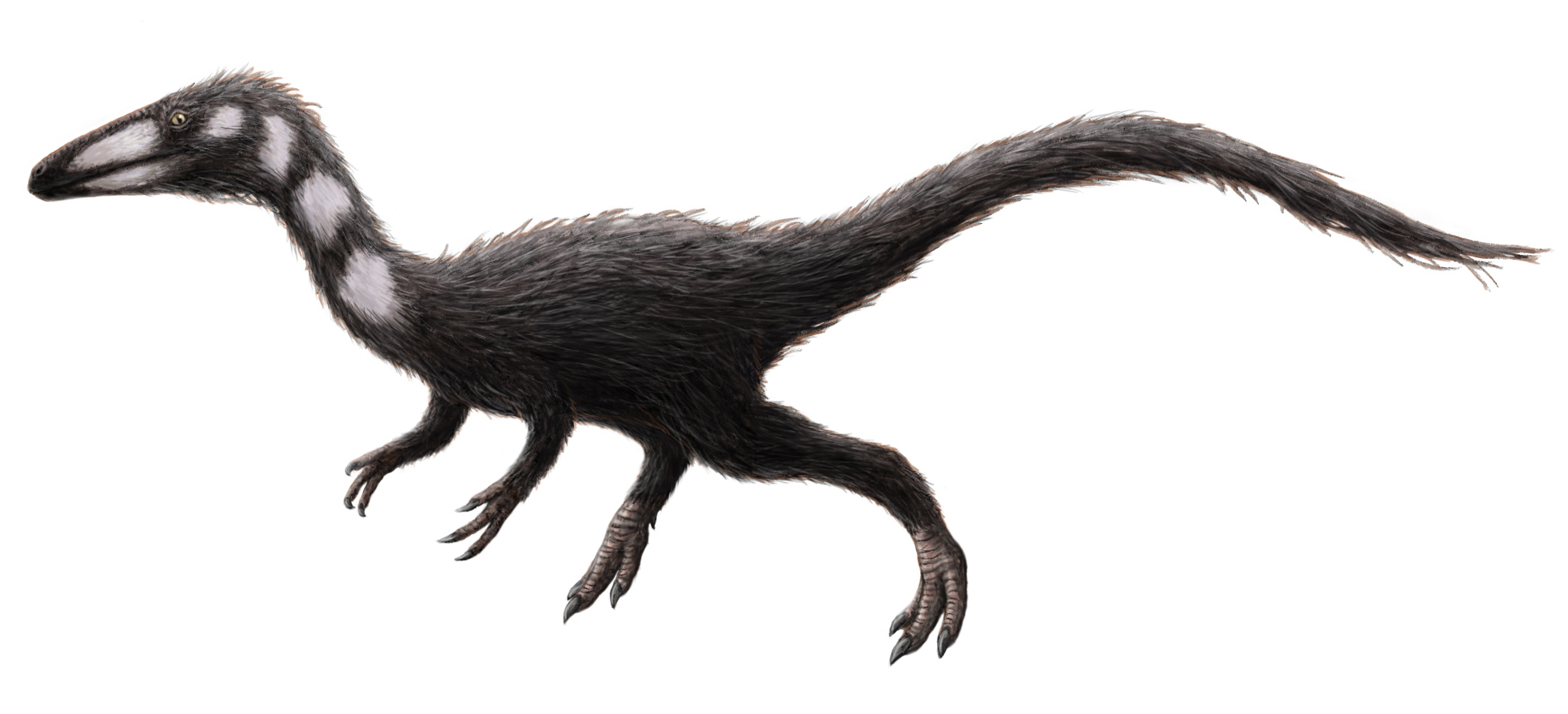 5. Procompsognathus: A Slender, Early Dinosaur Lightweight