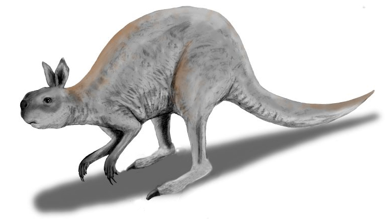 8. Giant Kangaroos and Marsupial Lions: Australia’s Ghost Megafauna 