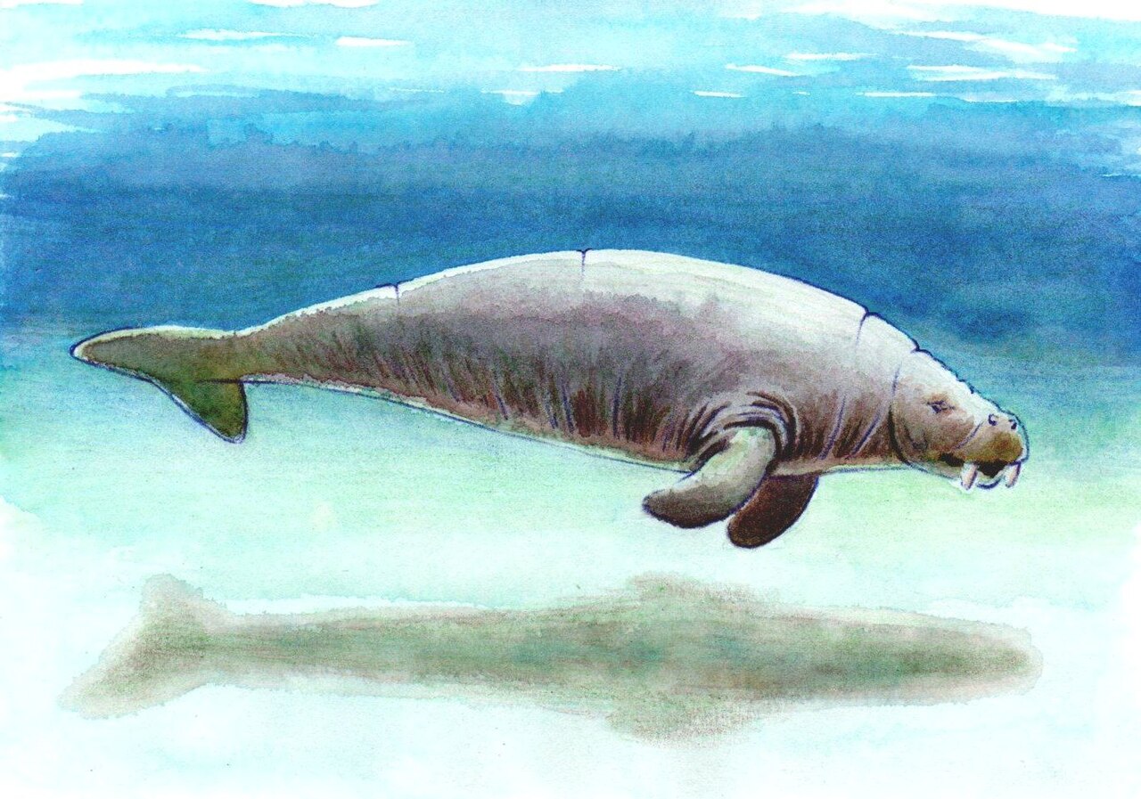 7. Steller’s Sea Cow: A Sea Giant That Brushed Against the Modern World 