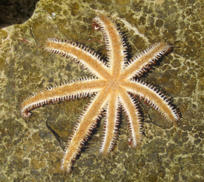 4. The “Inverted Star” Cephalopod with Inside‑Out Arms
