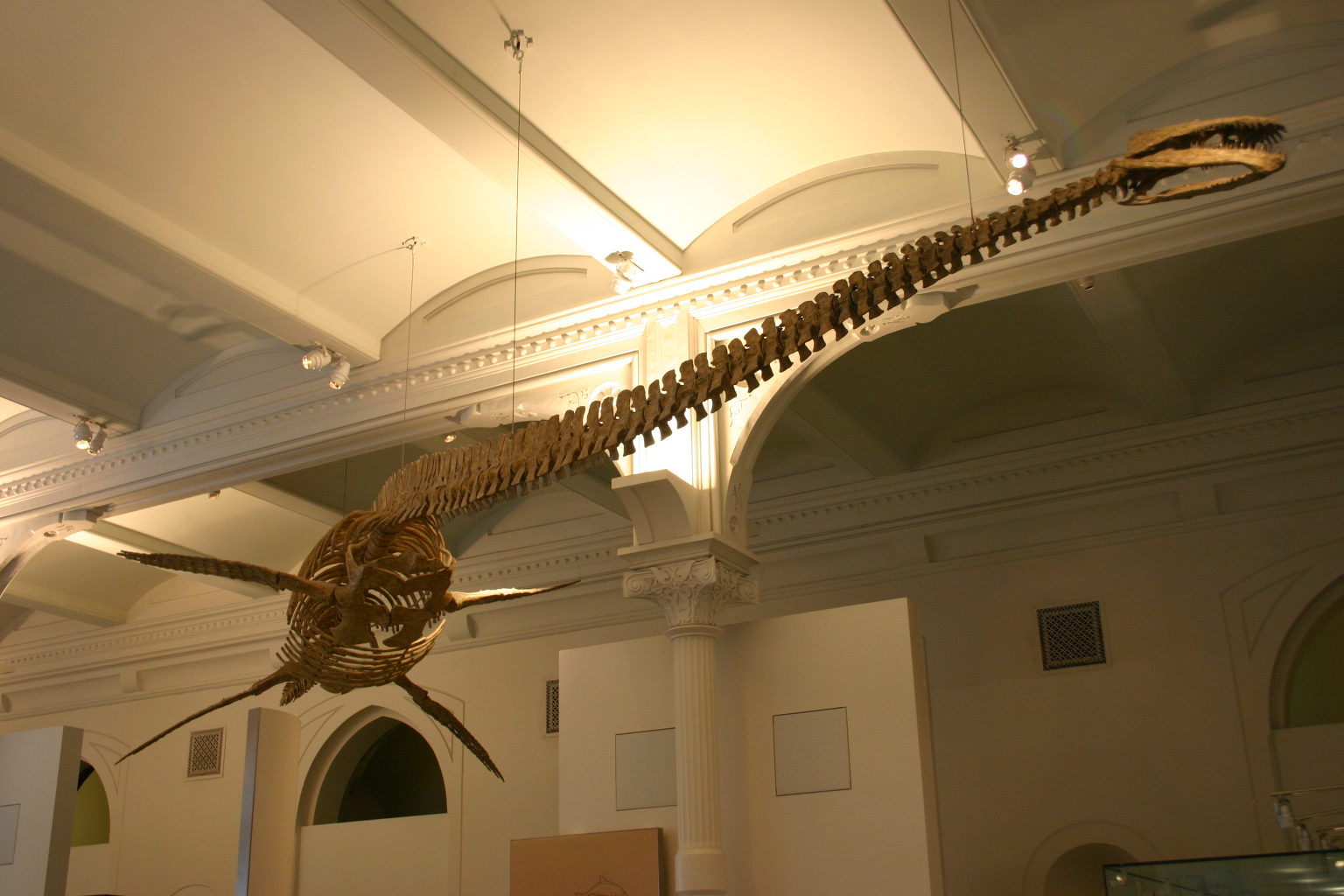 The Long Neck: Precision Weapon, Not Just a Party Trick