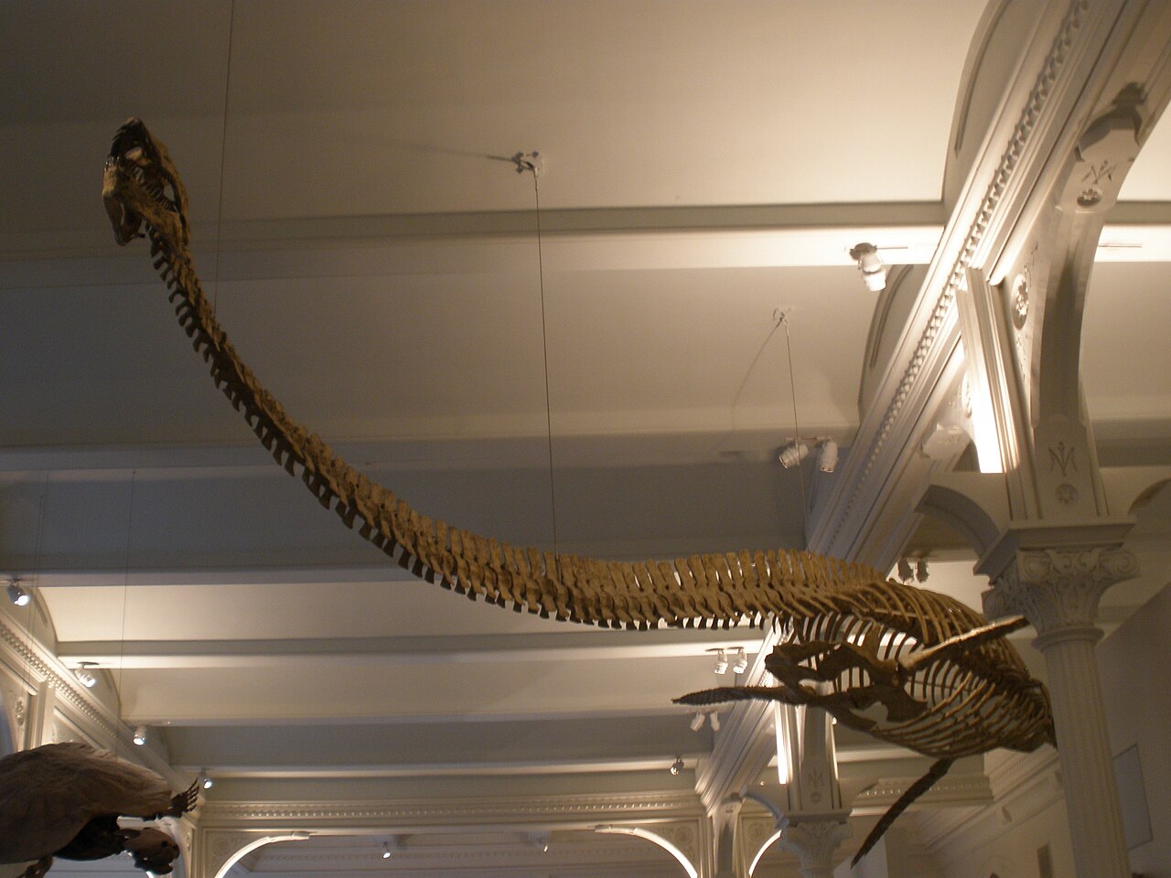 A Snapshot of an Entire Plesiosaur Dynasty
