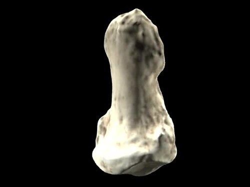 Orrorin tugenensis: The “Millennium Man” Who Walked Early