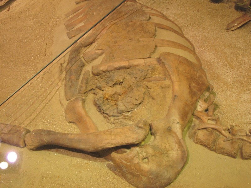 12. The dinosaur with a heart of stone: soft tissue and organ clues