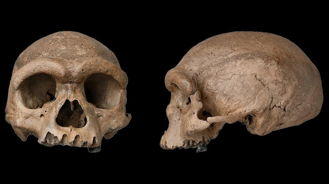 The Dragon Man Skull and a New Branch of Humanity