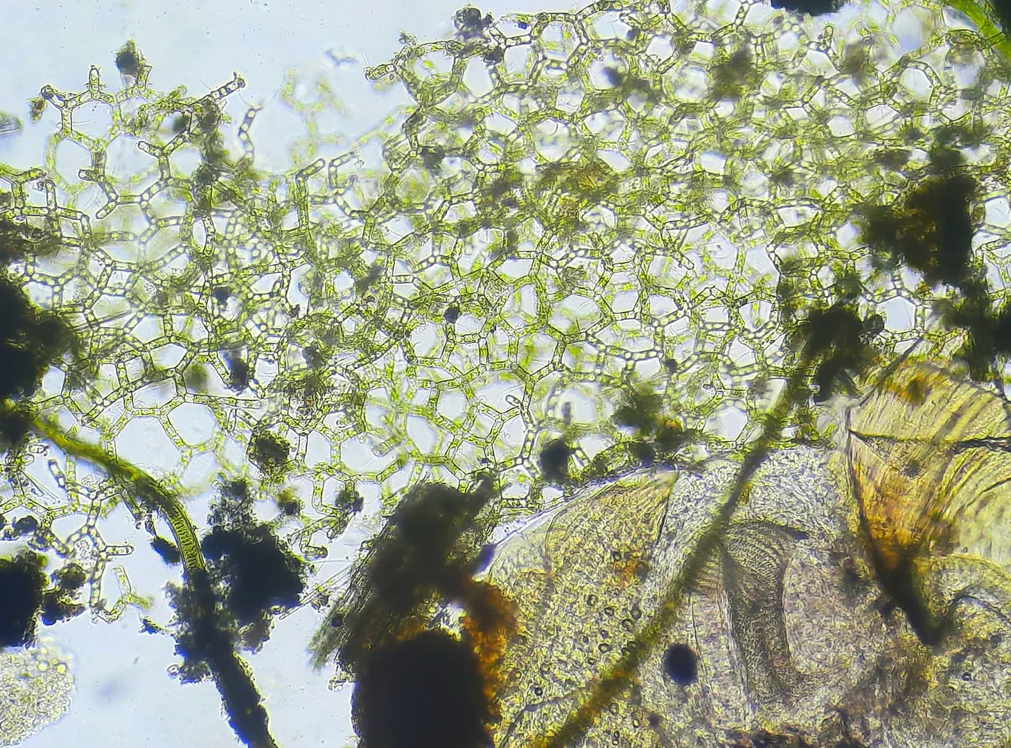 3. A Hexagonal “Lattice” Organism Suspended in the Midwater