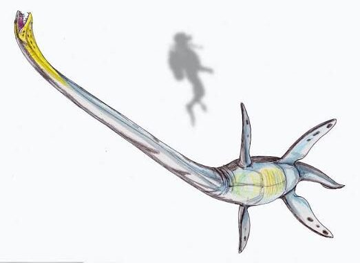 A Predator Near the Top of a Crowded Food Chain