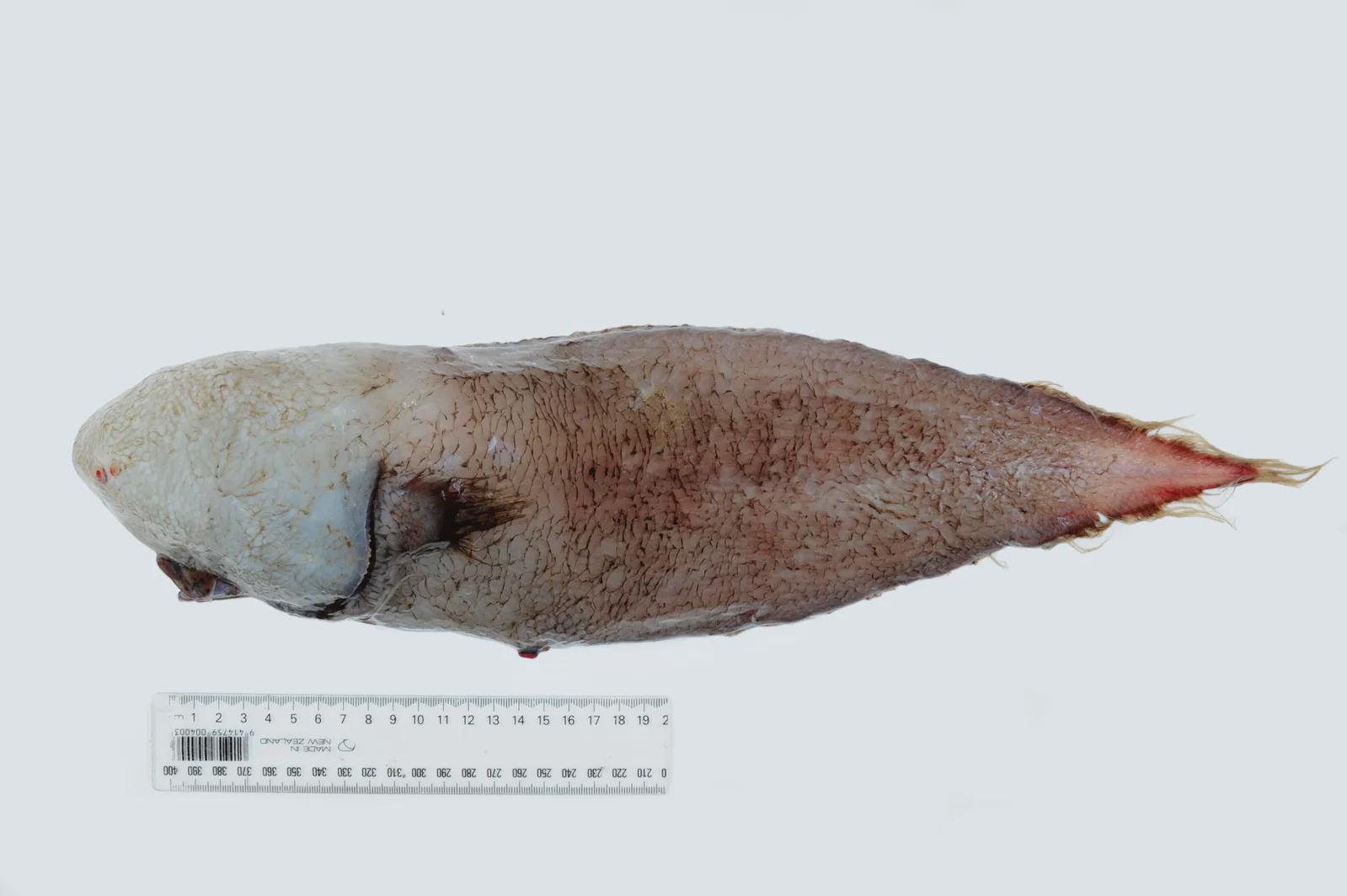 1. The Transparent “Faceless” Fish from the Hadal Zone 