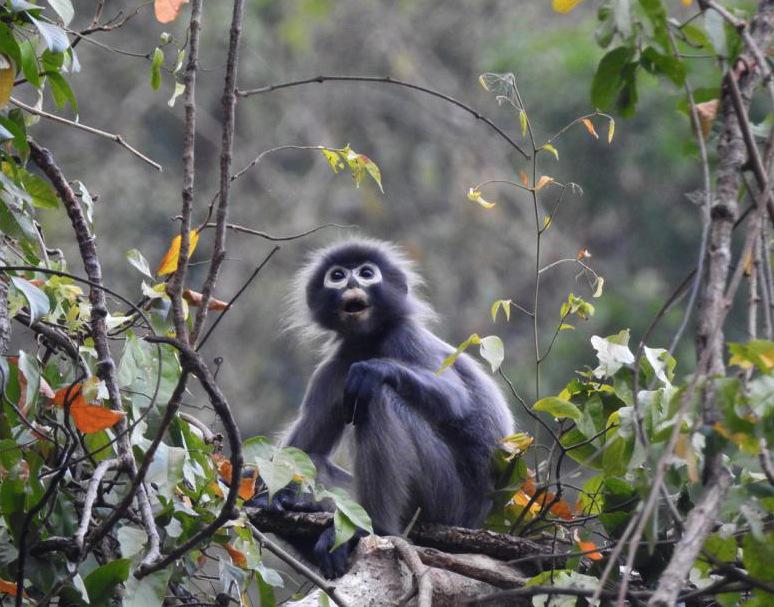 #6 - A Primate Living on an Extinct Volcano