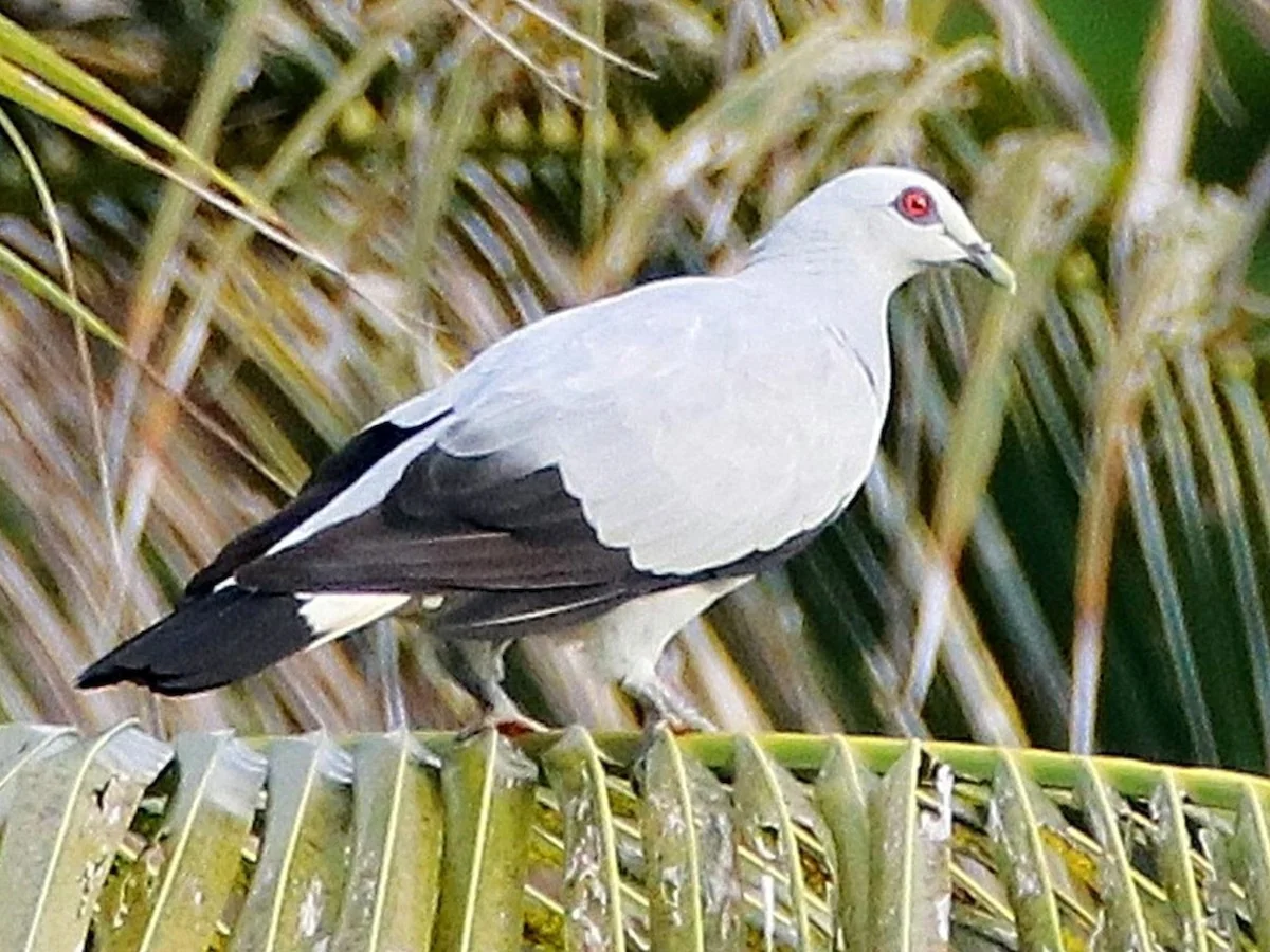 7. Silvery Pigeon: A Quiet Return from the Brink in Southeast Asia