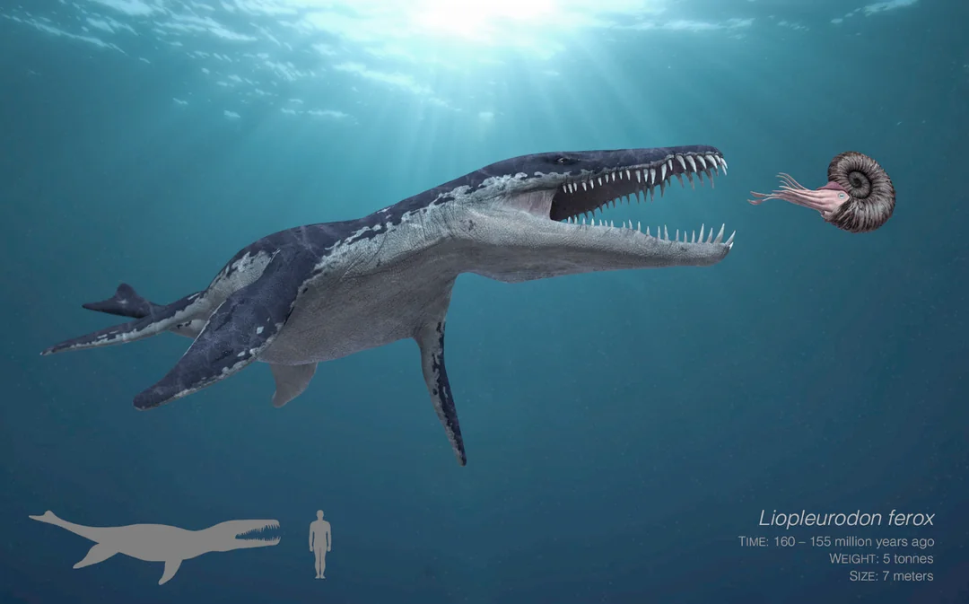 Top Predator of a Jurassic Ocean Food Web