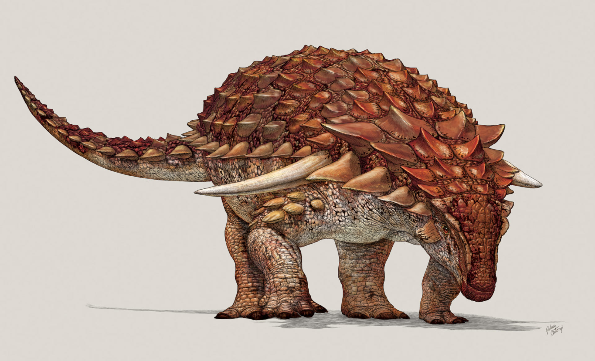 6. Borealopelta: The Armored Tank That Outsmarted Time 