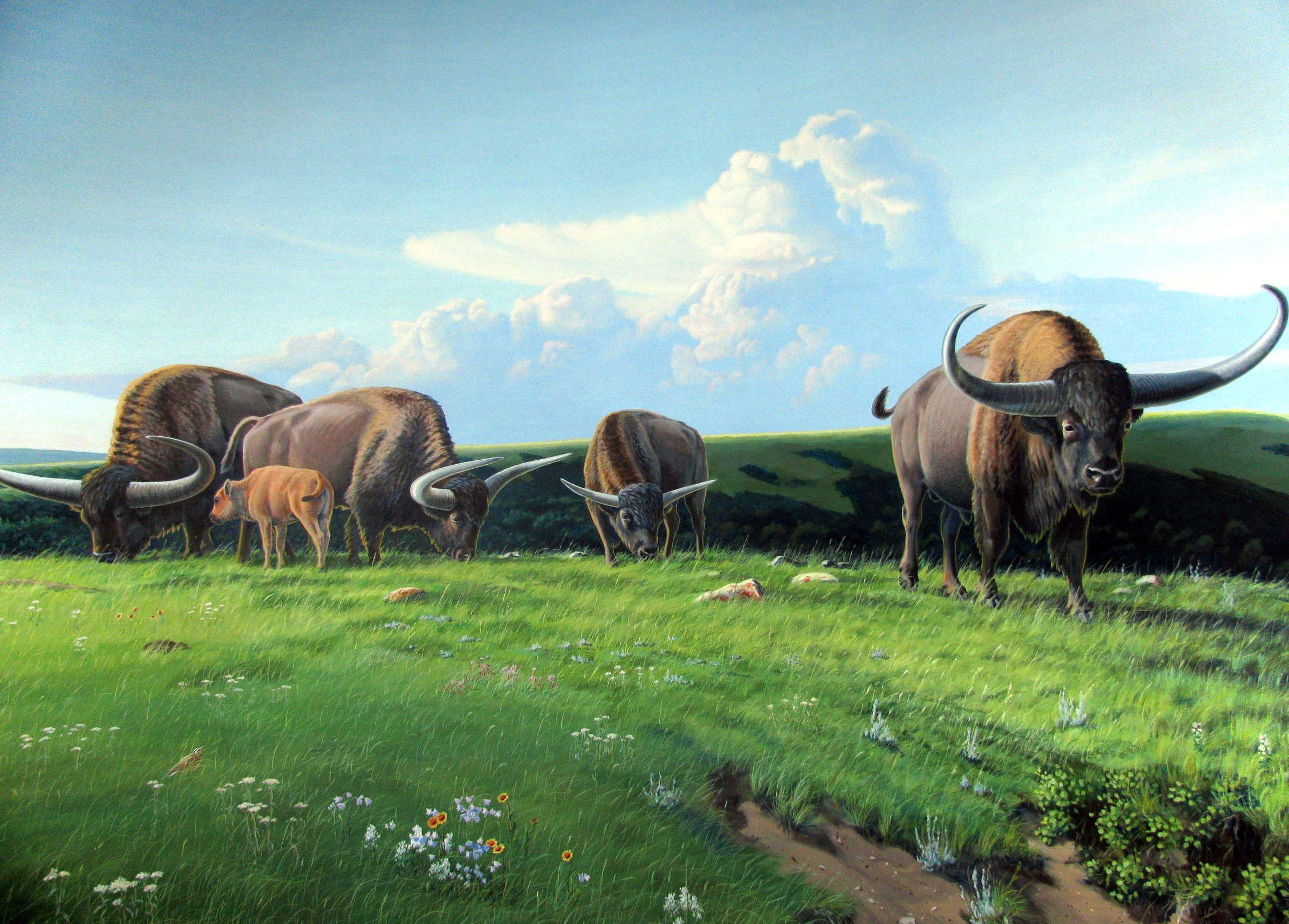The Giant Bison (Bison latifrons): Horns Like Natural Barbed Wire