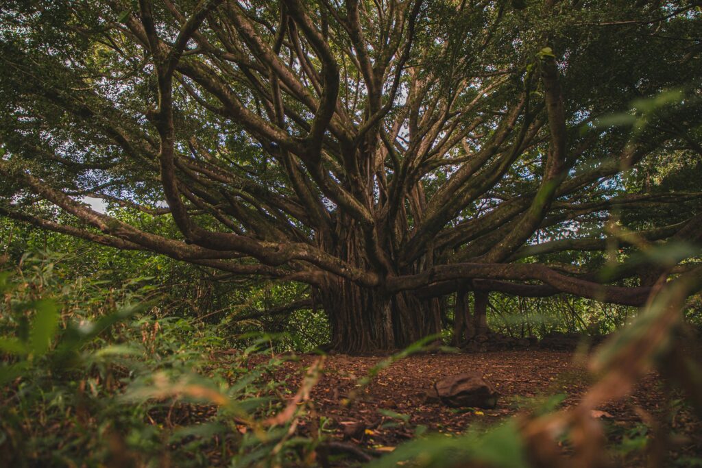 8 North American Trees That Have Been Around Since Prehistoric Times