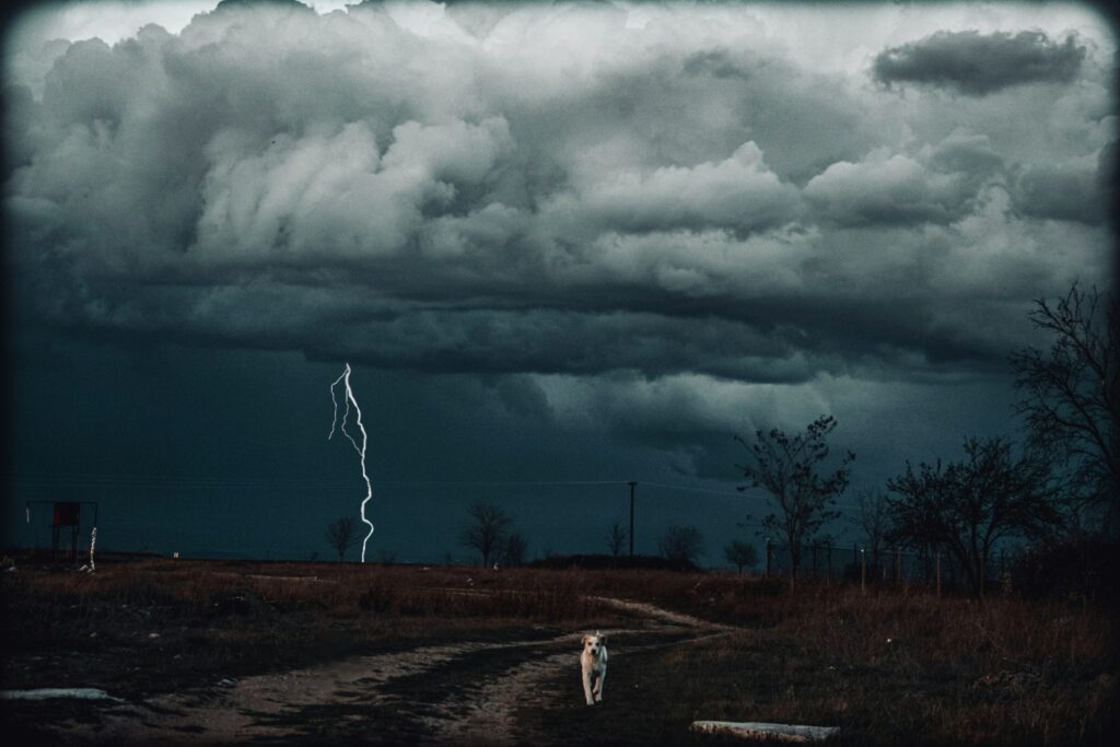 Psychology Says the Reason Thunder Doesn't Terrify Most Wild Animals but Genuinely Distresses Domestic Dogs Is That Domestication Changed the Calibration of the Canine Threat Response in Ways That Nobody Anticipated When It Started