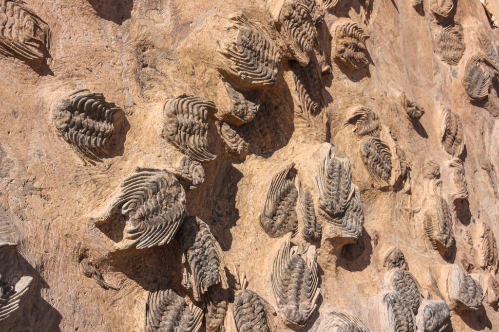 The Permian Mass Extinction Killed 96 Percent of All Marine Species and 70 Percent of Land Species and Almost No One Outside of Science Knows Its Name