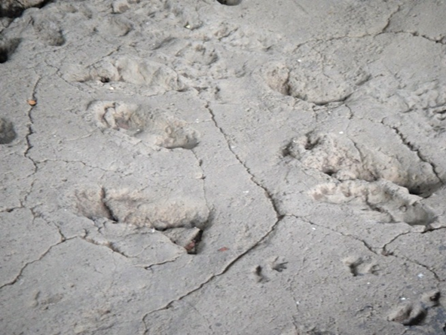 Science Says Early Americans Reached New Mexico Thousands of Years Earlier Than Once Believed