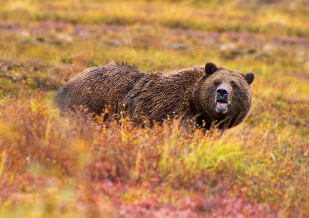 12 Things Scientists Now Believe About Grizzly Bears