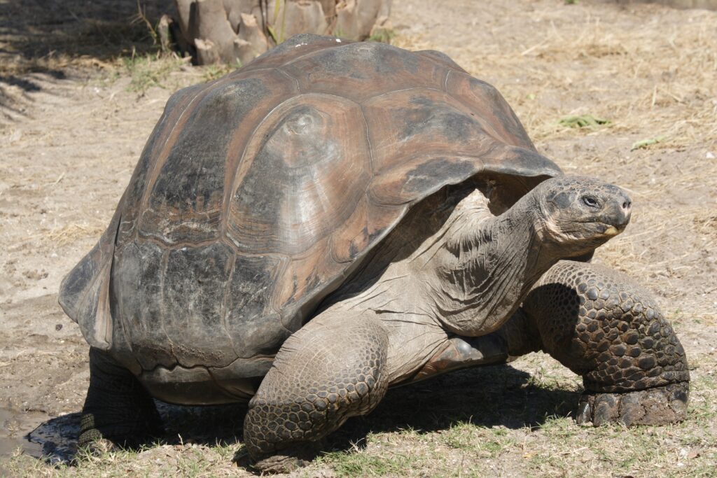 13 Extinct Animals Scientists Now Believe May Still Exist