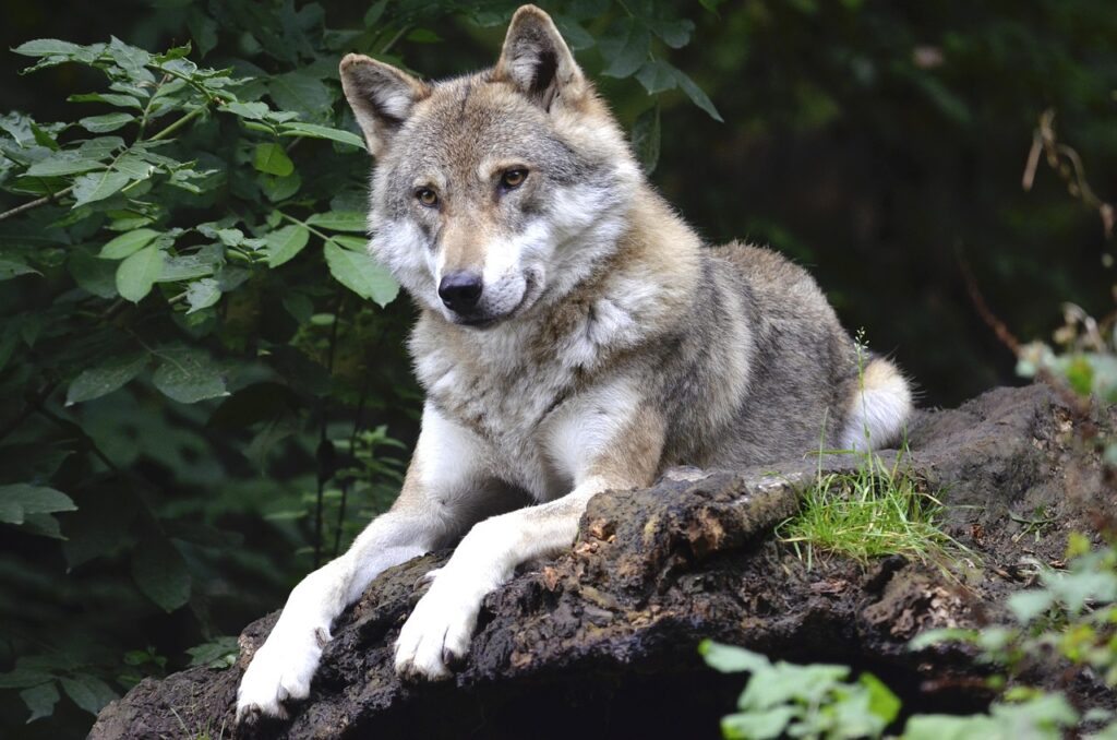 13 Things Scientists Quietly Admitted About Wolves