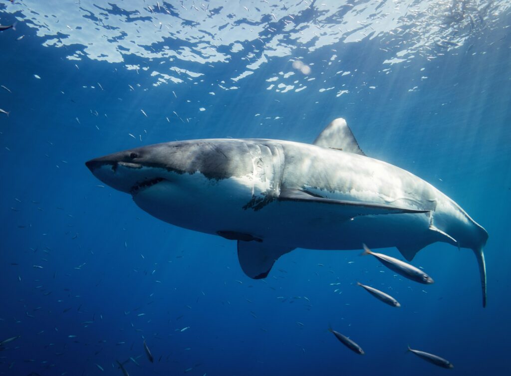 What Scientists Quietly Stopped Saying About Sharks