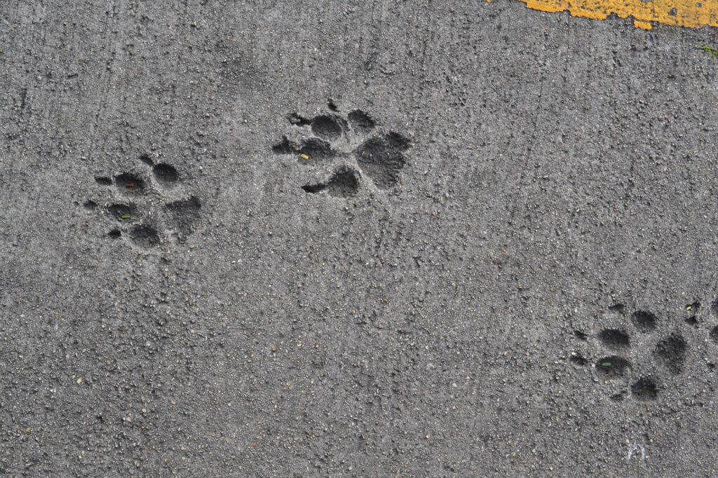 8 Things Ancient Humans Learned From Following Animal Tracks