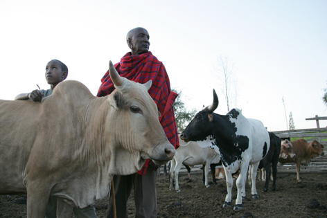 10 Facts About the Maasai and Their Historic Relationship With Cattle