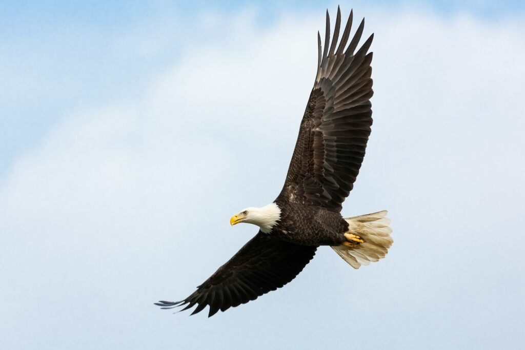 13 Things Scientists Quietly Admitted About Bald Eagles