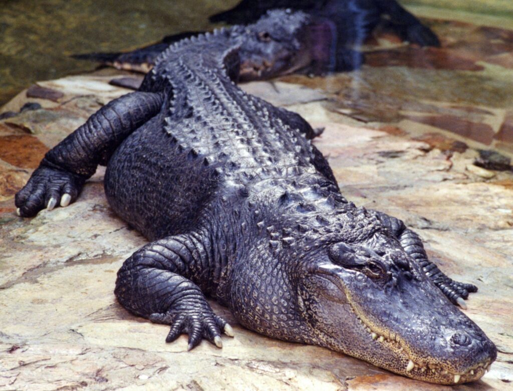 14 Alligator Facts Researchers Now Say Were Wrong