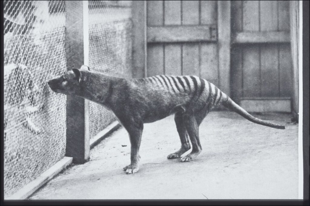The Extinct Animal Scientists Now Believe Is Still Alive