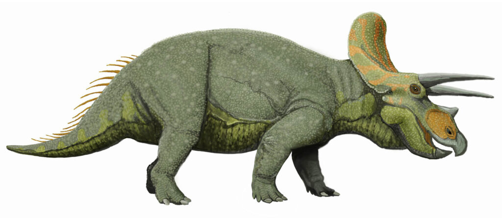 12 Things Scientists Quietly Admitted About the Triceratops